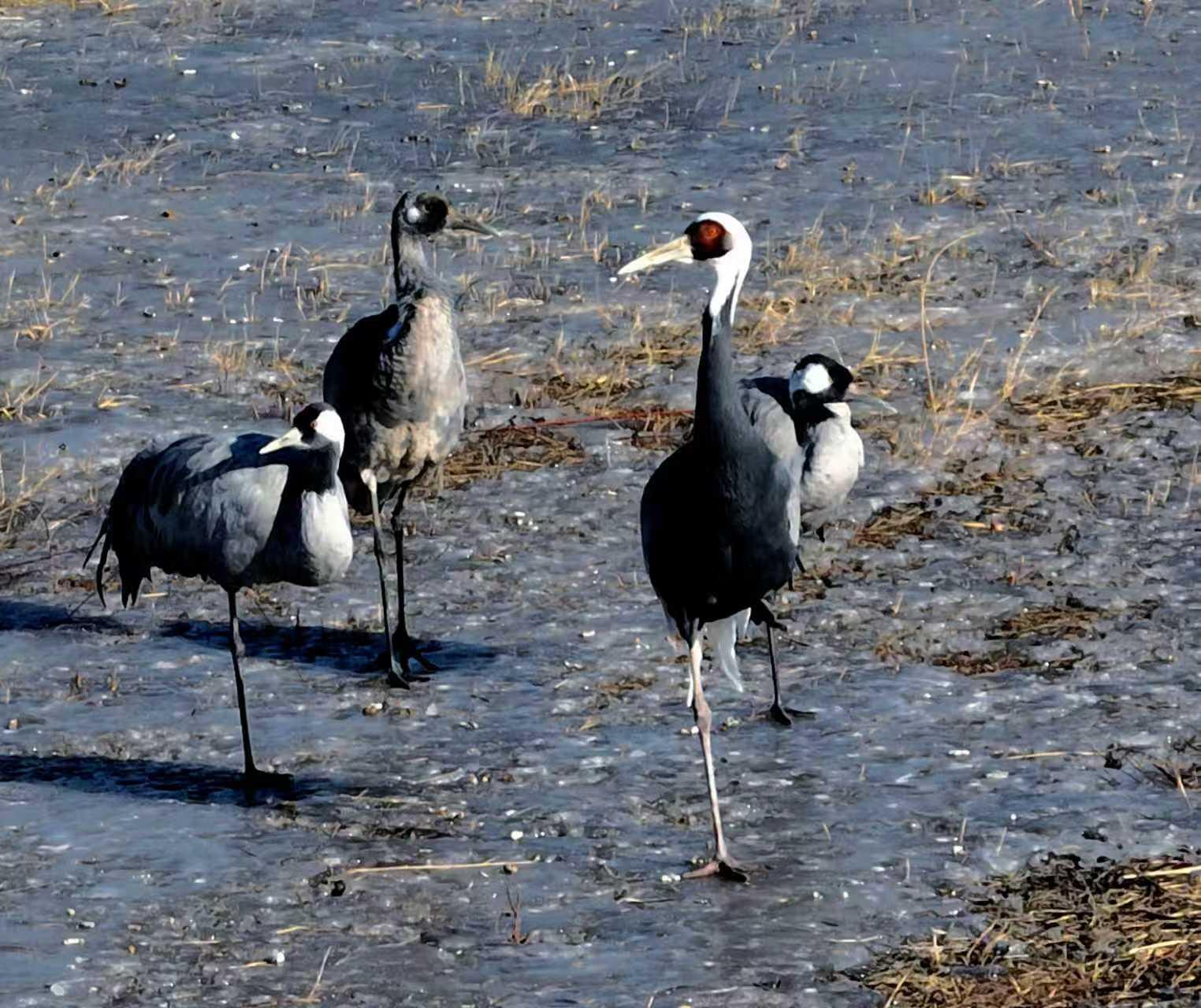 十年守候,终见鹤来!他在取景框里见证家乡重生 十年守候,终见鹤来!他在取景框里见证家乡重生