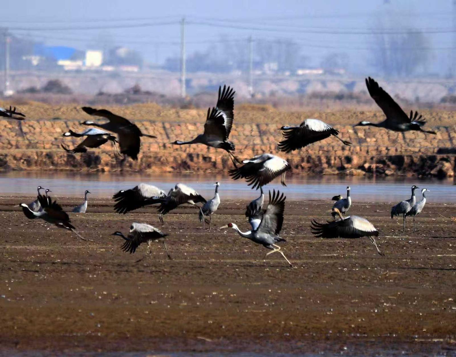 十年守候,终见鹤来!他在取景框里见证家乡重生 十年守候,终见鹤来!他在取景框里见证家乡重生