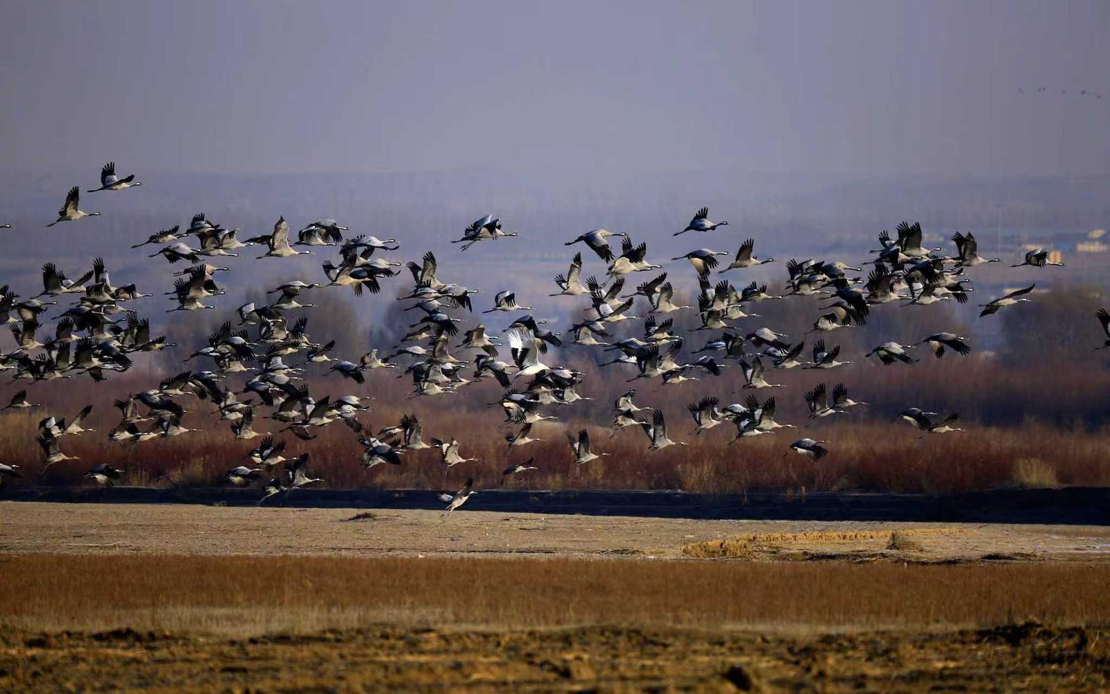 十年守候,终见鹤来!他在取景框里见证家乡重生 十年守候,终见鹤来!他在取景框里见证家乡重生