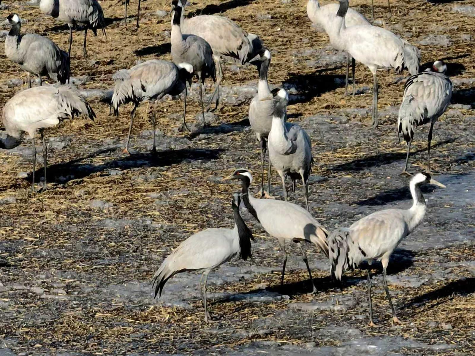 十年守候,终见鹤来!他在取景框里见证家乡重生 十年守候,终见鹤来!他在取景框里见证家乡重生