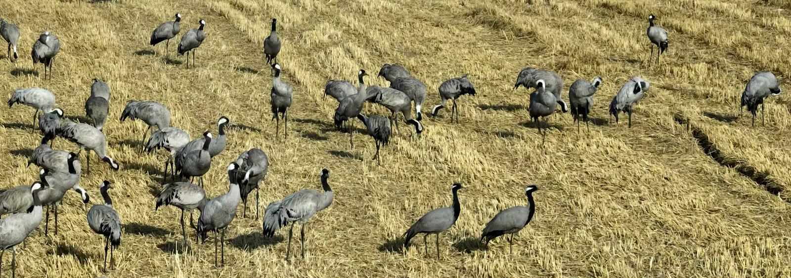 十年守候,终见鹤来!他在取景框里见证家乡重生 十年守候,终见鹤来!他在取景框里见证家乡重生