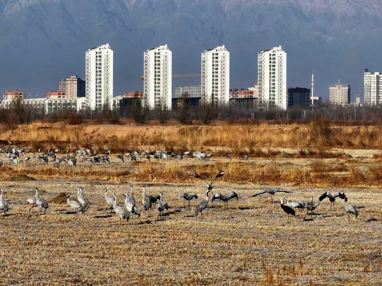 十年守候,终见鹤来!他在取景框里见证家乡重生 十年守候,终见鹤来!他在取景框里见证家乡重生