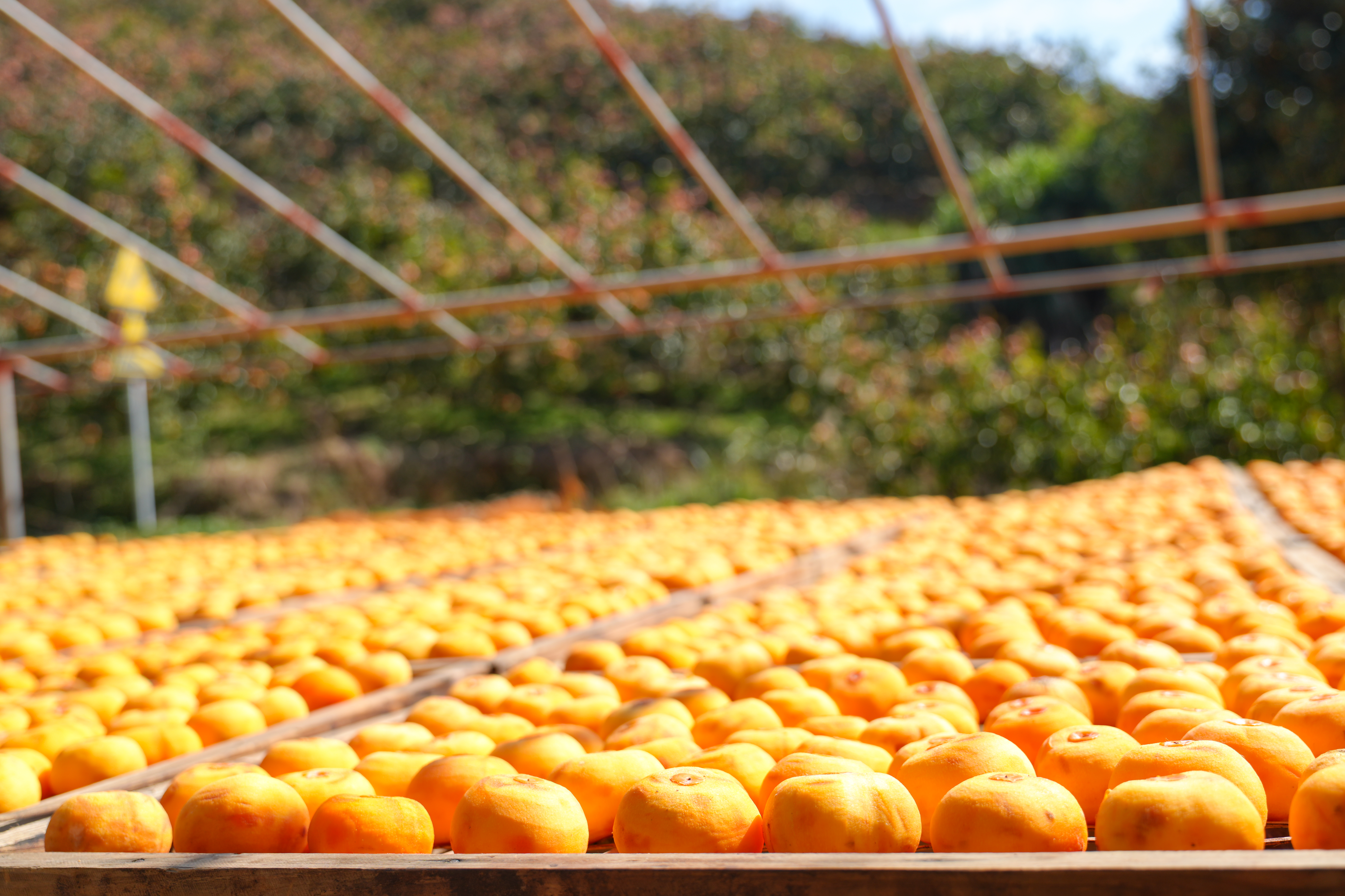 广西平乐： “金柿子”换来百姓好日子