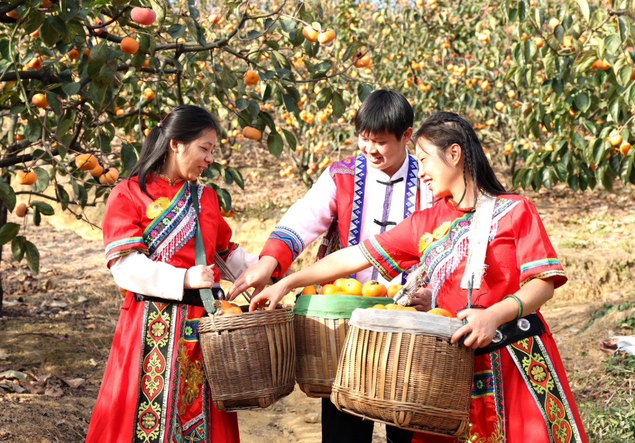 广西平乐： “金柿子”换来百姓好日子