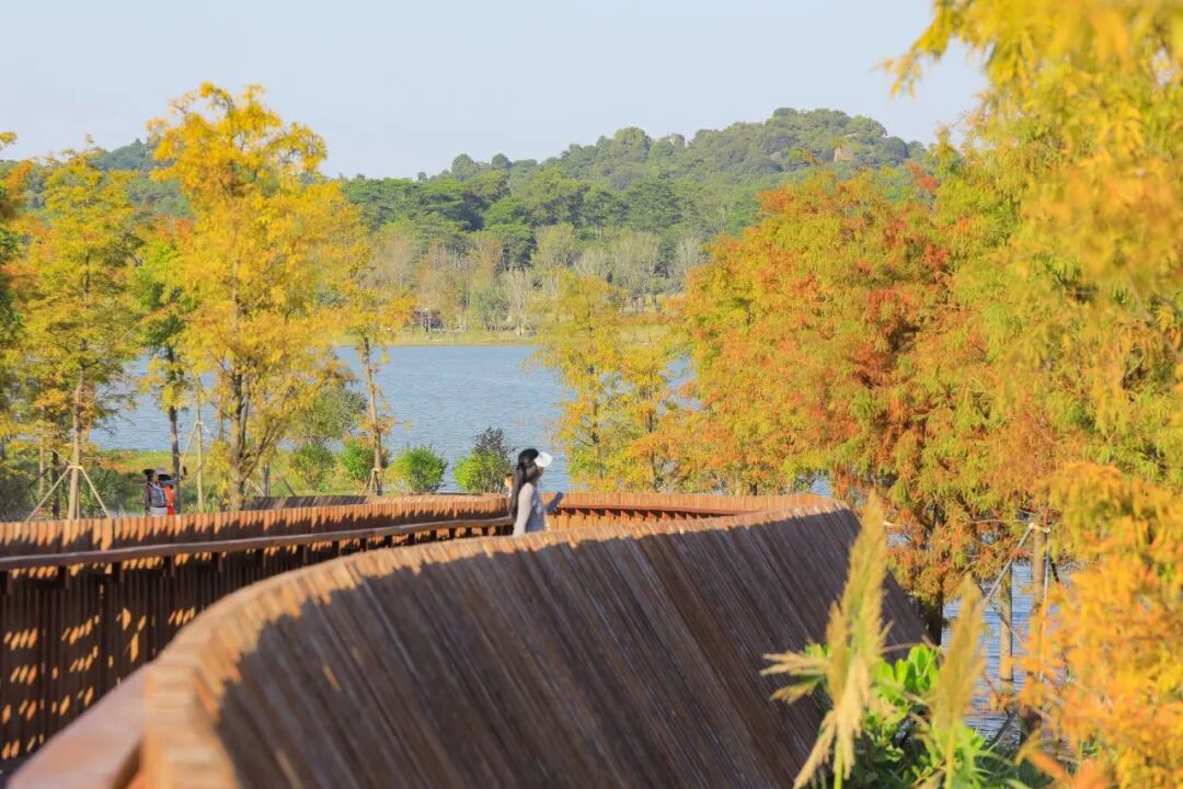 深圳宝安秋天最“出片”的公园,拿奖了!