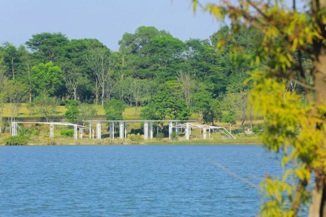 深圳宝安秋天最“出片”的公园,拿奖了!