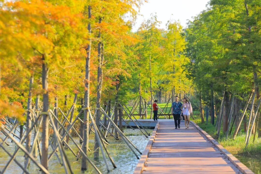 深圳宝安秋天最“出片”的公园,拿奖了!