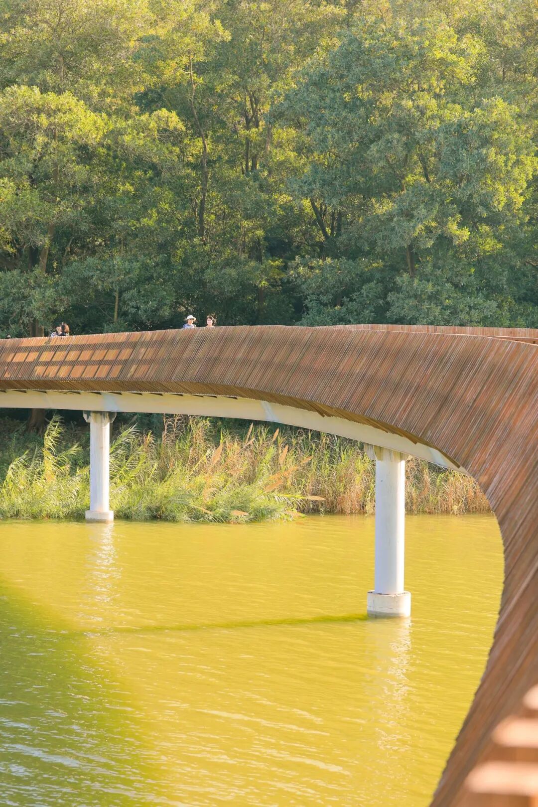 深圳宝安秋天最“出片”的公园,拿奖了!