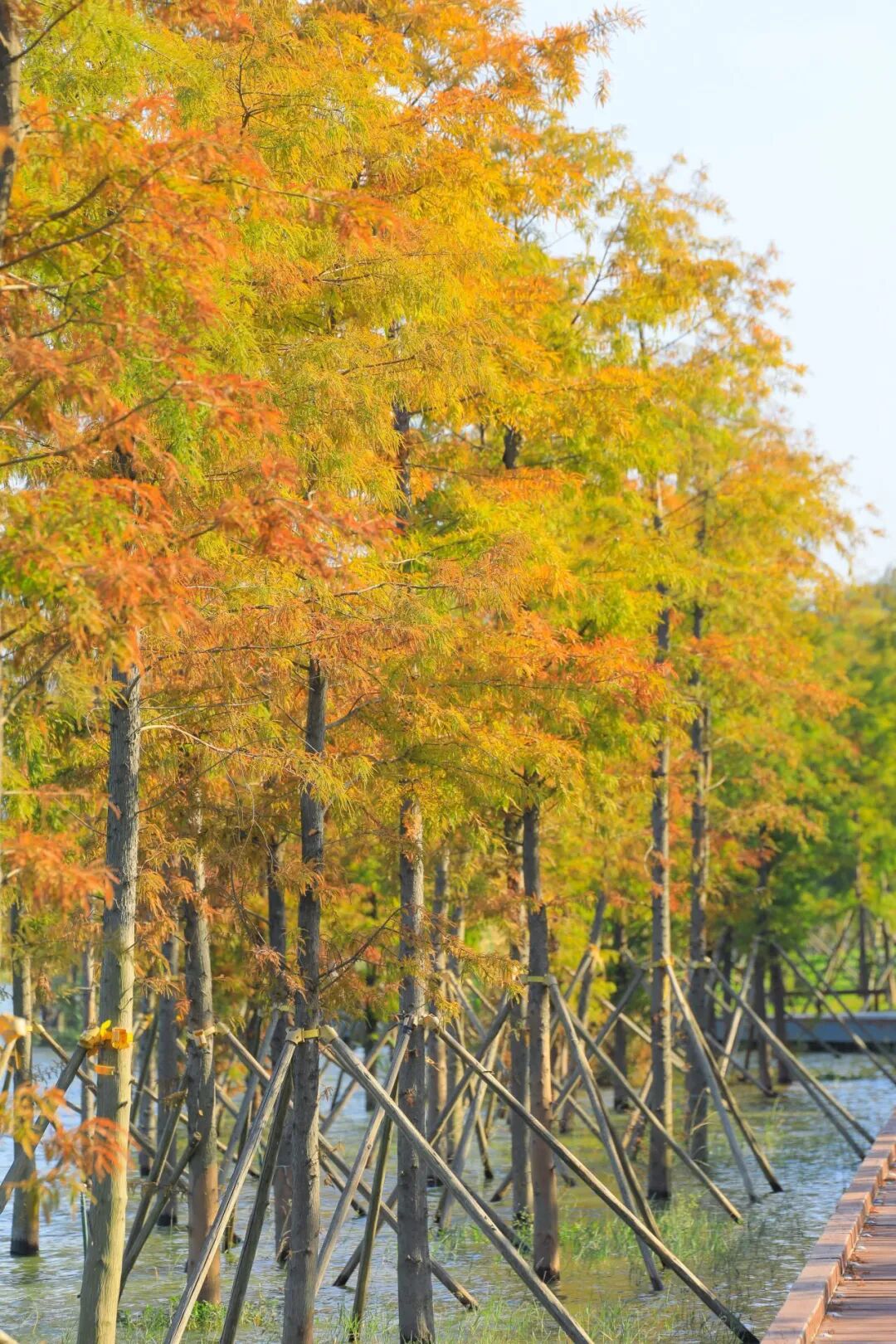 深圳宝安秋天最“出片”的公园,拿奖了!