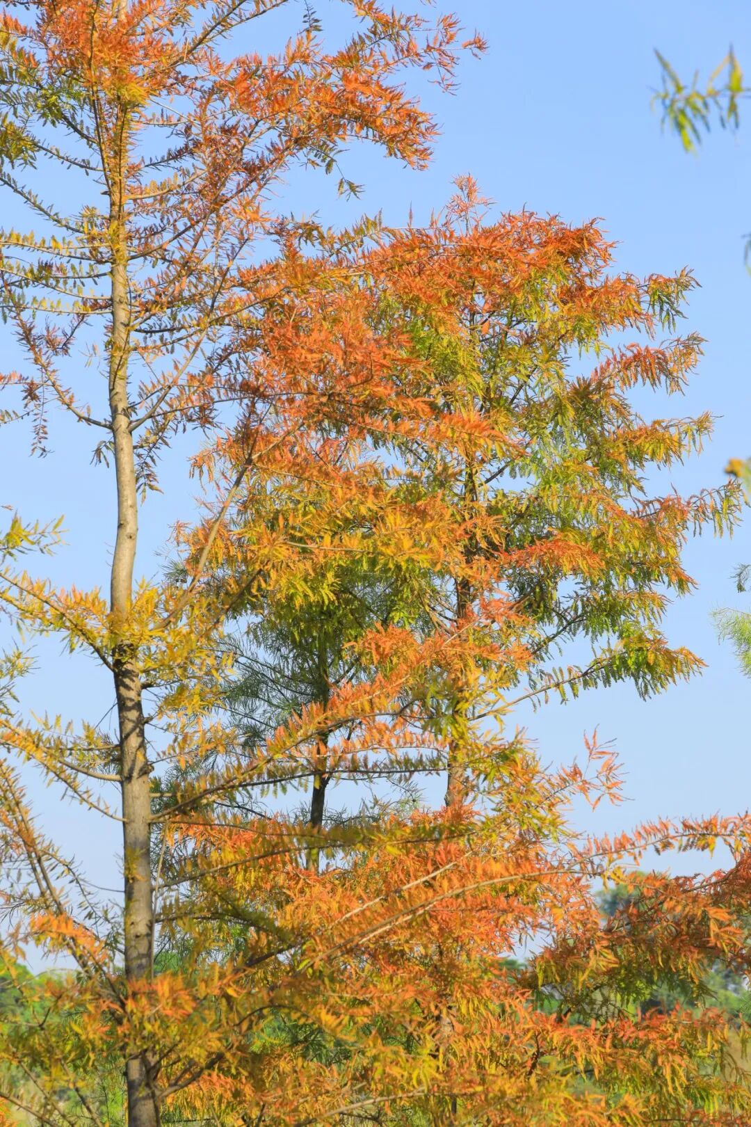 深圳宝安秋天最“出片”的公园,拿奖了!