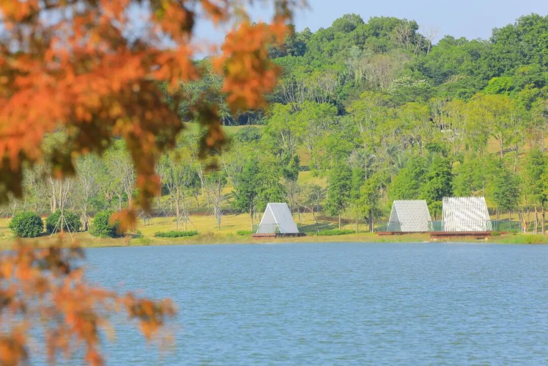 深圳宝安秋天最“出片”的公园,拿奖了!