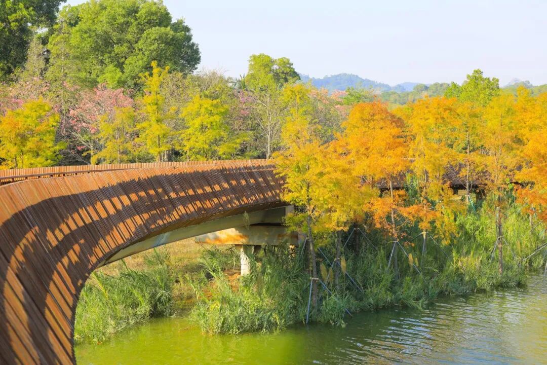 深圳宝安秋天最“出片”的公园,拿奖了!