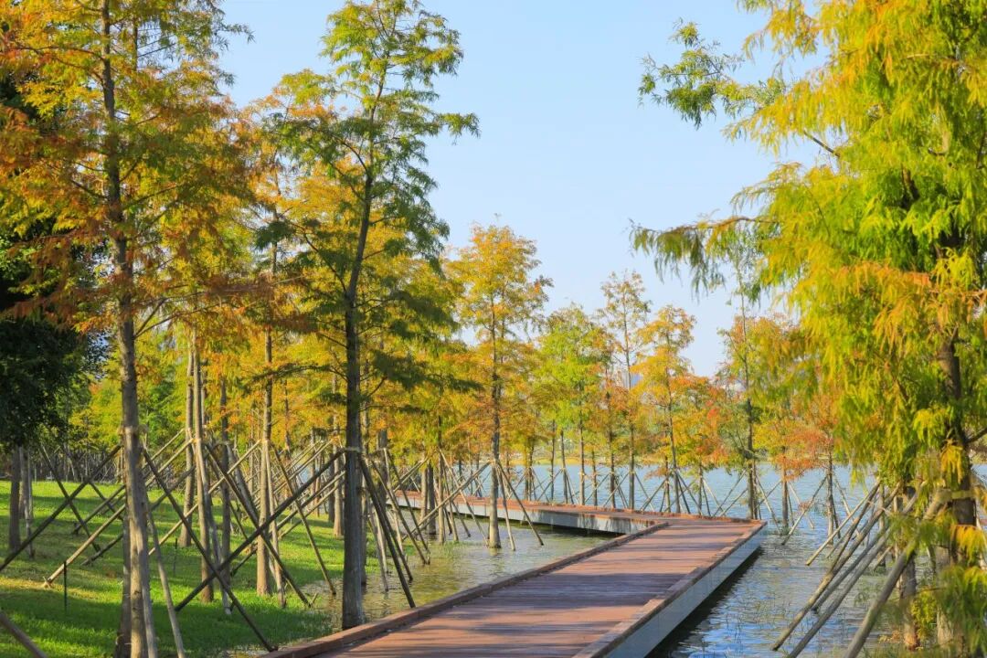 深圳宝安秋天最“出片”的公园,拿奖了!