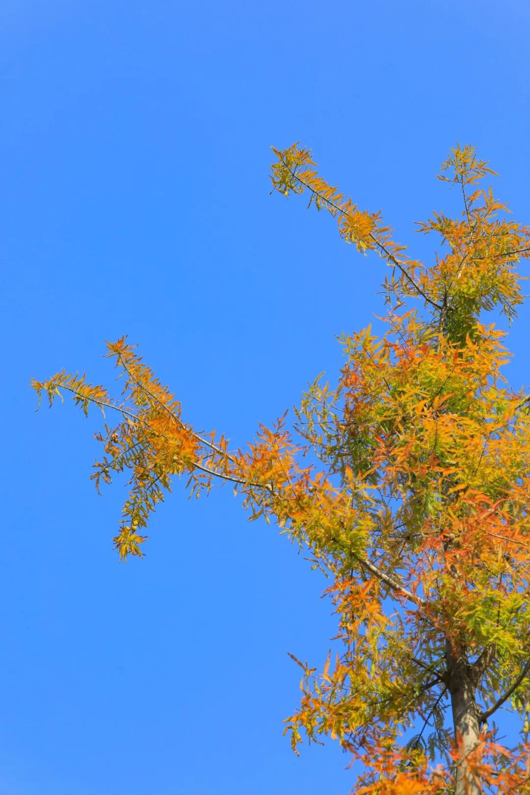 深圳宝安秋天最“出片”的公园,拿奖了!