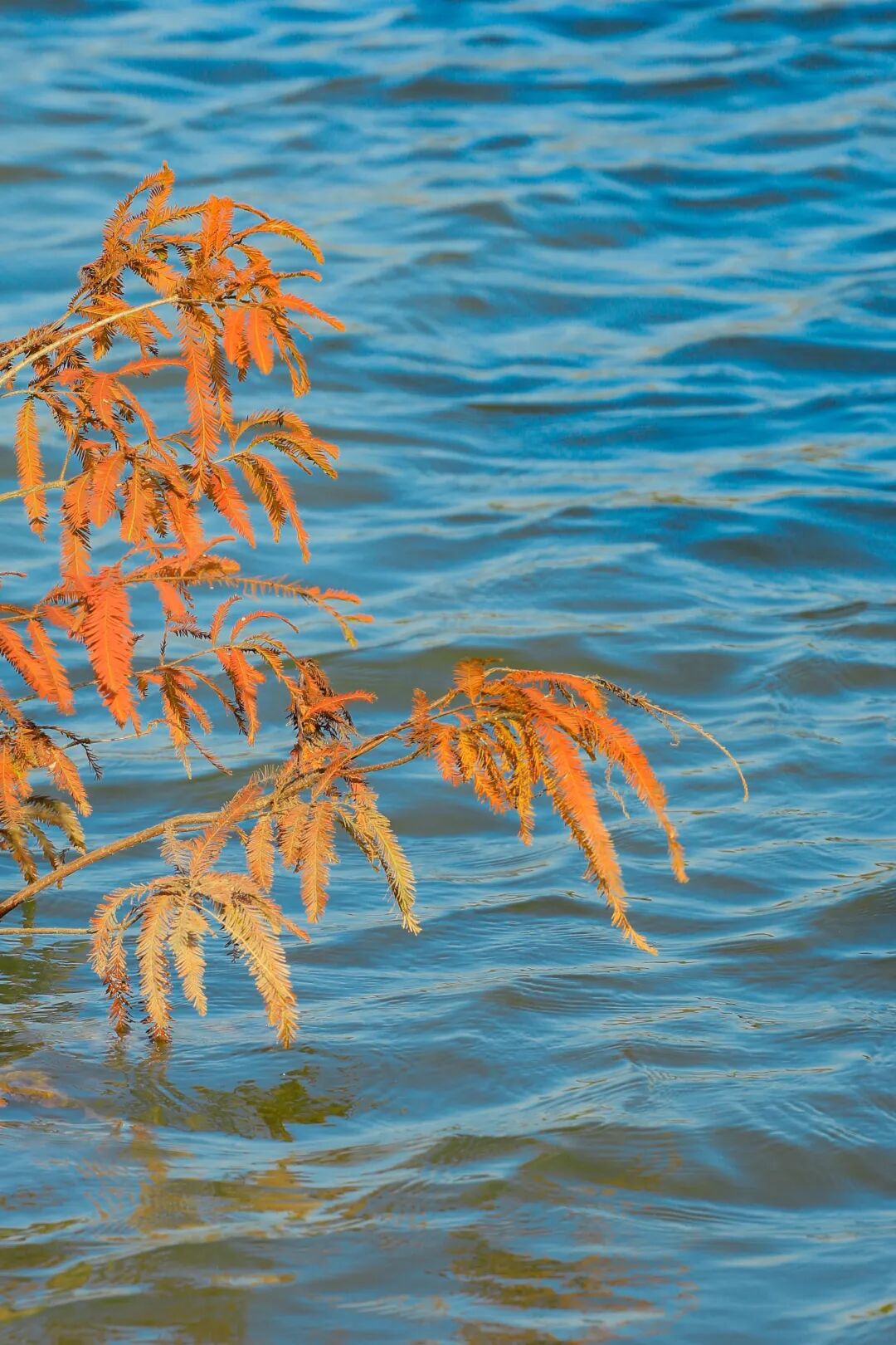 深圳宝安秋天最“出片”的公园,拿奖了!