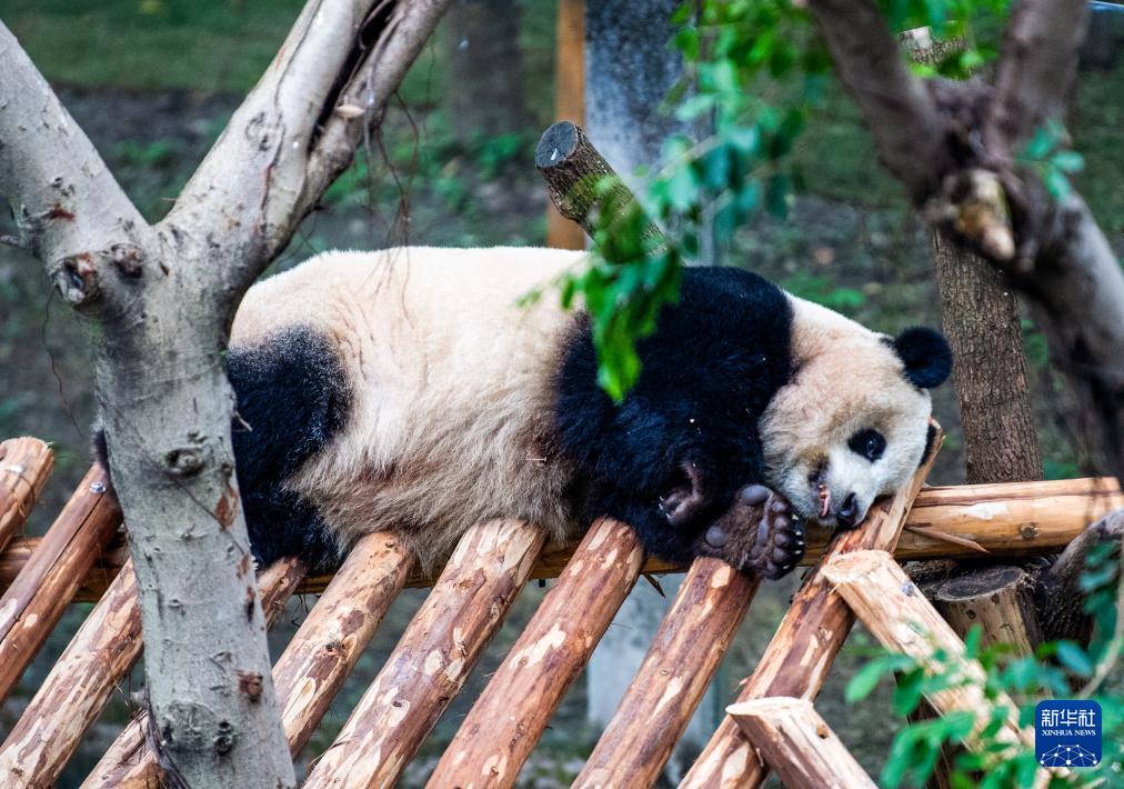 重庆动物园大熊猫搬新家