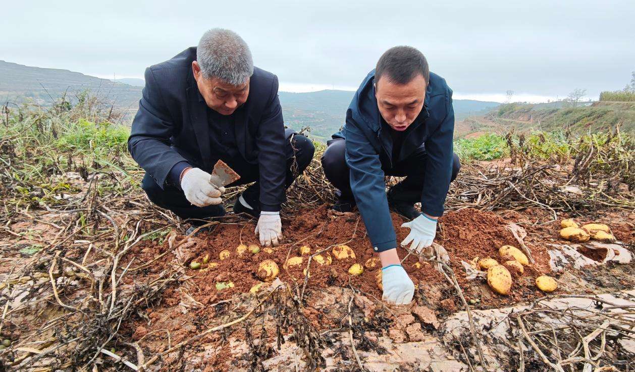 甘肃武山：科技赋能让“洋芋蛋”变成“金豆豆”