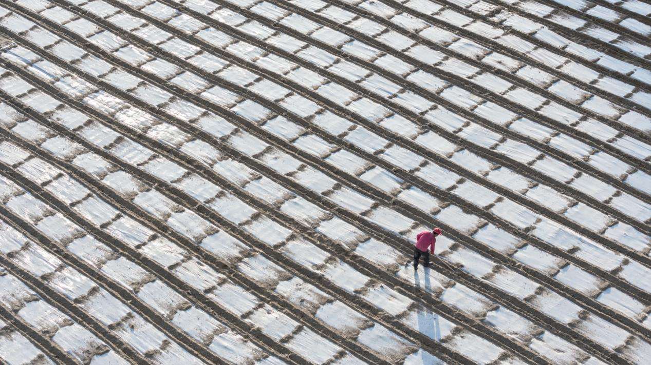 甘肃武山：科技赋能让“洋芋蛋”变成“金豆豆”