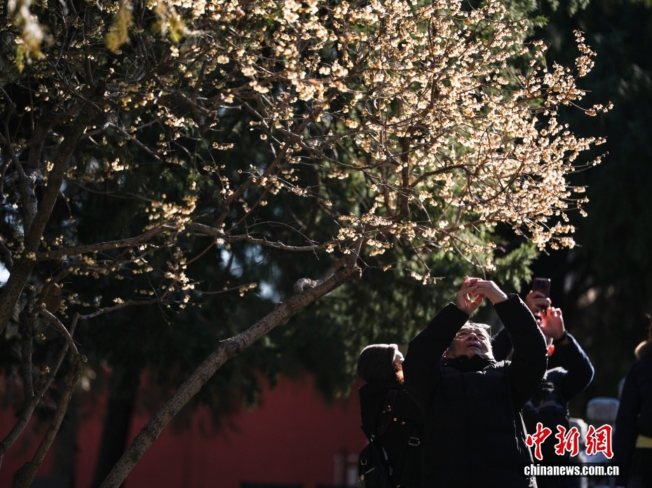 北京卧佛寺蜡梅盛开吸引游人
