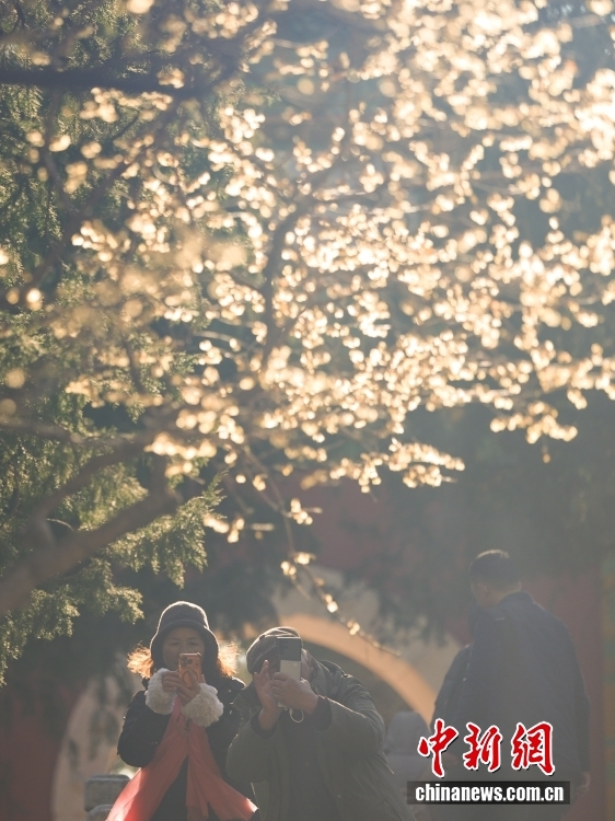 北京卧佛寺蜡梅盛开吸引游人