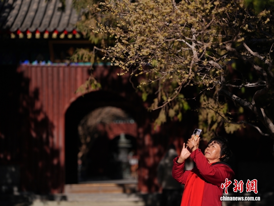 北京卧佛寺蜡梅盛开吸引游人