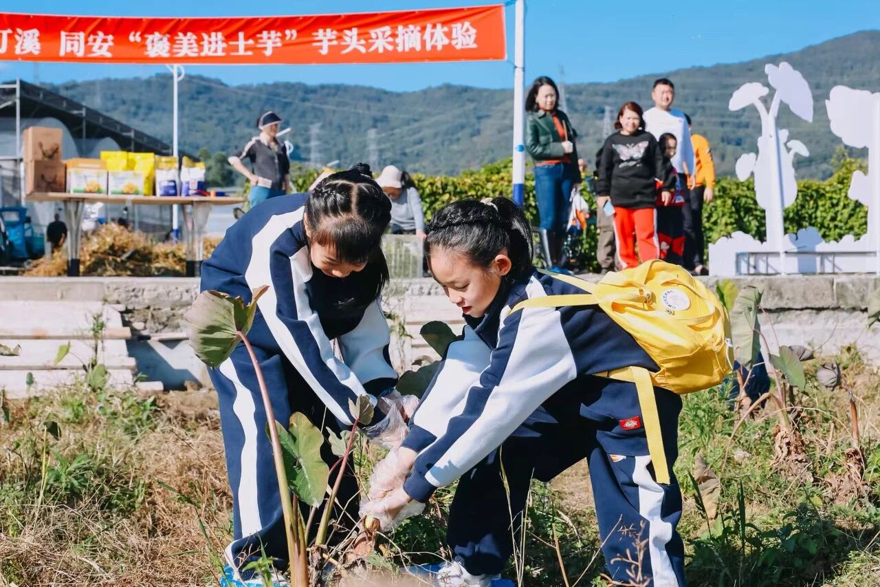 福建同安：以“芋”为媒引客下乡，助推农文旅深度融合