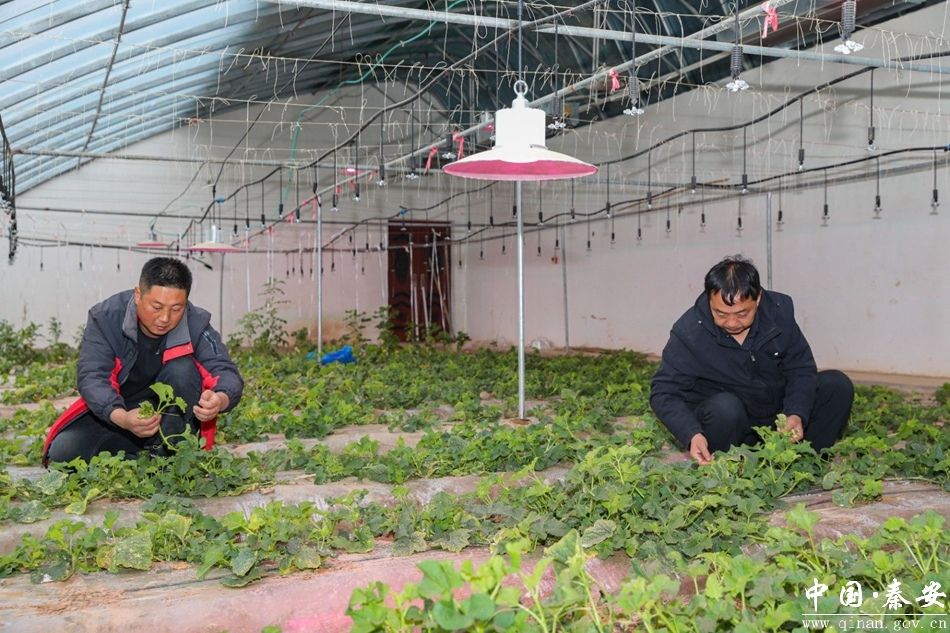 错峰上市抢占春节市场“C位” 秦安反季白脆瓜甜蜜助力乡村振兴