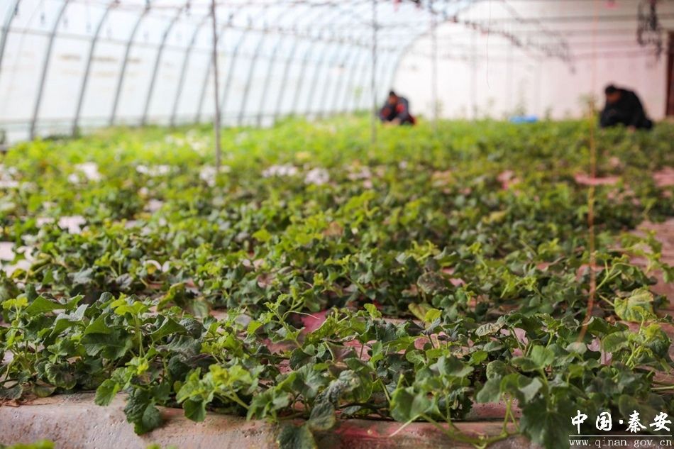 错峰上市抢占春节市场“C位” 秦安反季白脆瓜甜蜜助力乡村振兴