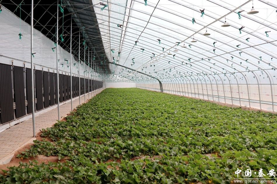 错峰上市抢占春节市场“C位” 秦安反季白脆瓜甜蜜助力乡村振兴