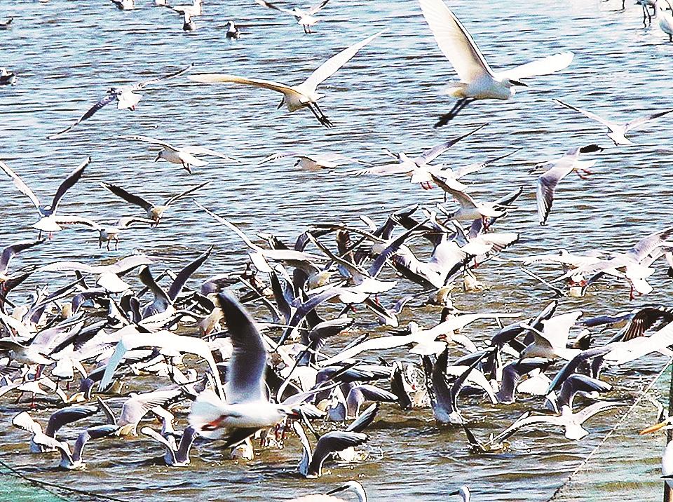 退潮时分 鹭鸟与养殖户“共庆”丰收 退潮时分 鹭鸟与养殖户“共庆”丰收