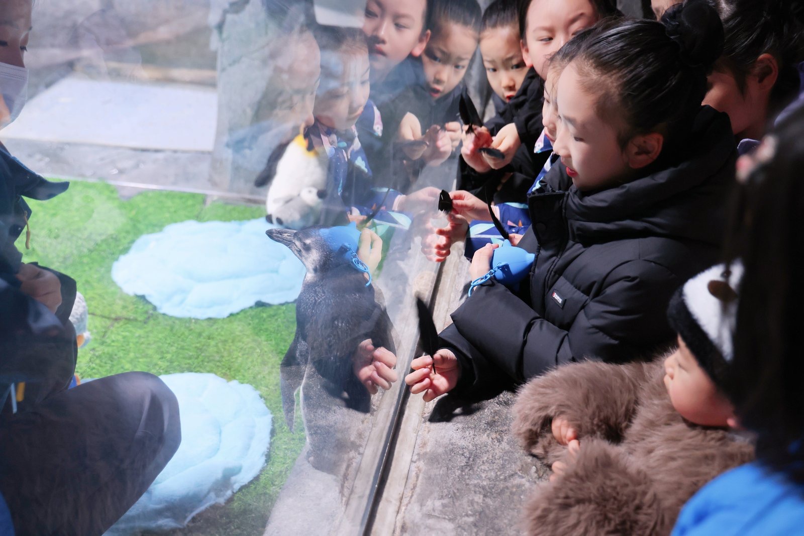 小明看展|上海长风海洋世界企鹅宝宝新年亮相 定名“茂茂” 小明看展|上海长风海洋世界企鹅宝宝新年亮相 定名“茂茂”