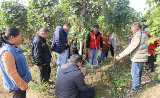 广西梧州农校专家团跟踪服务葛根产业发展 广西梧州农校专家团跟踪服务葛根产业发展