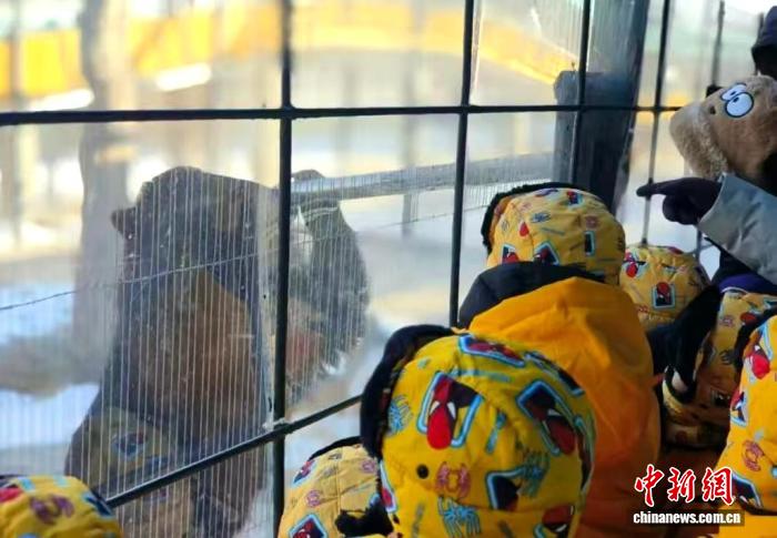 南北童心共绘虎踪:广西萌娃冰雪之旅探访“森林之王”