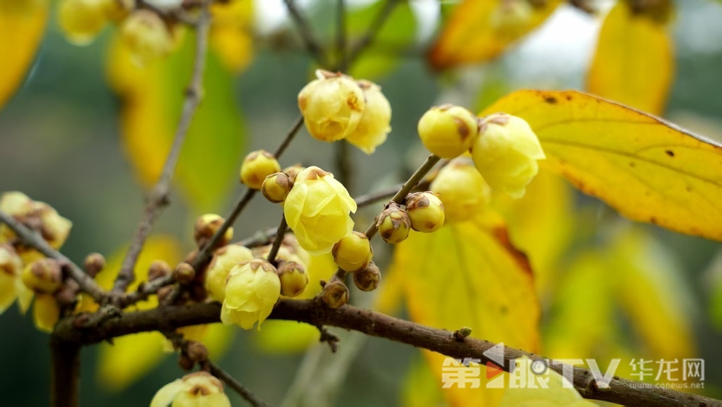 重庆今冬第一波蜡梅开了 最佳赏花期就在本月 重庆今冬第一波蜡梅开了 最佳赏花期就在本月