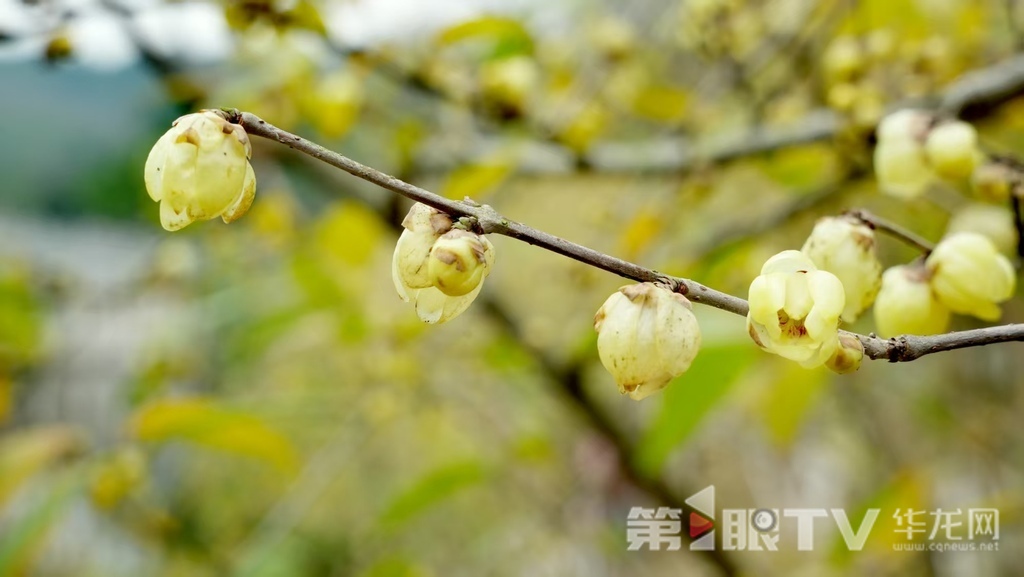 重庆今冬第一波蜡梅开了 最佳赏花期就在本月 重庆今冬第一波蜡梅开了 最佳赏花期就在本月