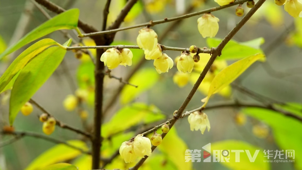 重庆今冬第一波蜡梅开了 最佳赏花期就在本月 重庆今冬第一波蜡梅开了 最佳赏花期就在本月