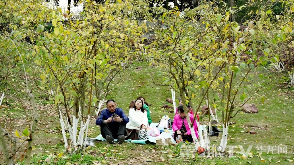 重庆今冬第一波蜡梅开了 最佳赏花期就在本月 重庆今冬第一波蜡梅开了 最佳赏花期就在本月