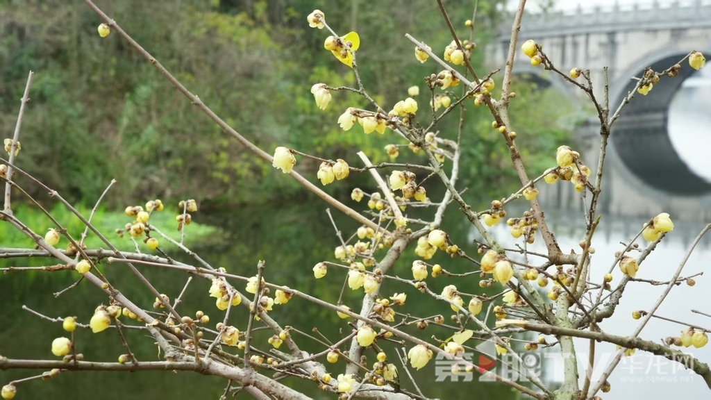 重庆今冬第一波蜡梅开了 最佳赏花期就在本月 重庆今冬第一波蜡梅开了 最佳赏花期就在本月