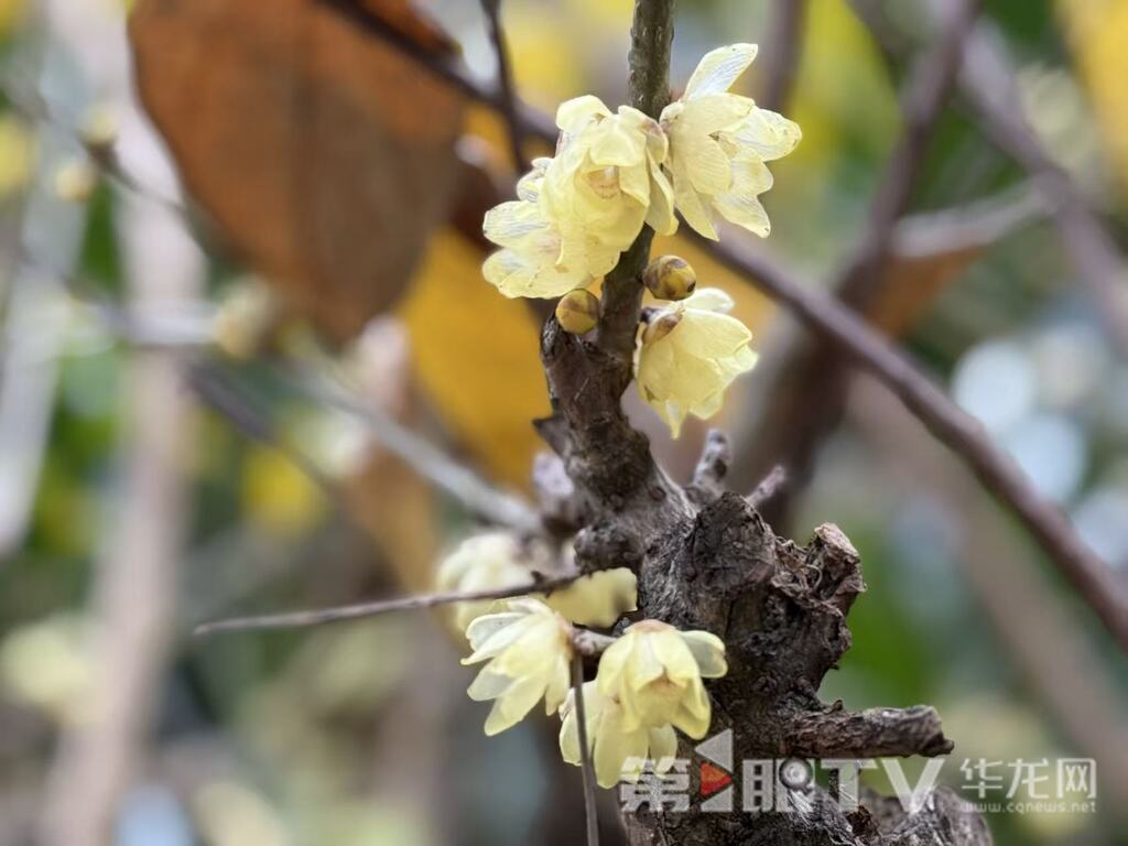 重庆今冬第一波蜡梅开了 最佳赏花期就在本月 重庆今冬第一波蜡梅开了 最佳赏花期就在本月