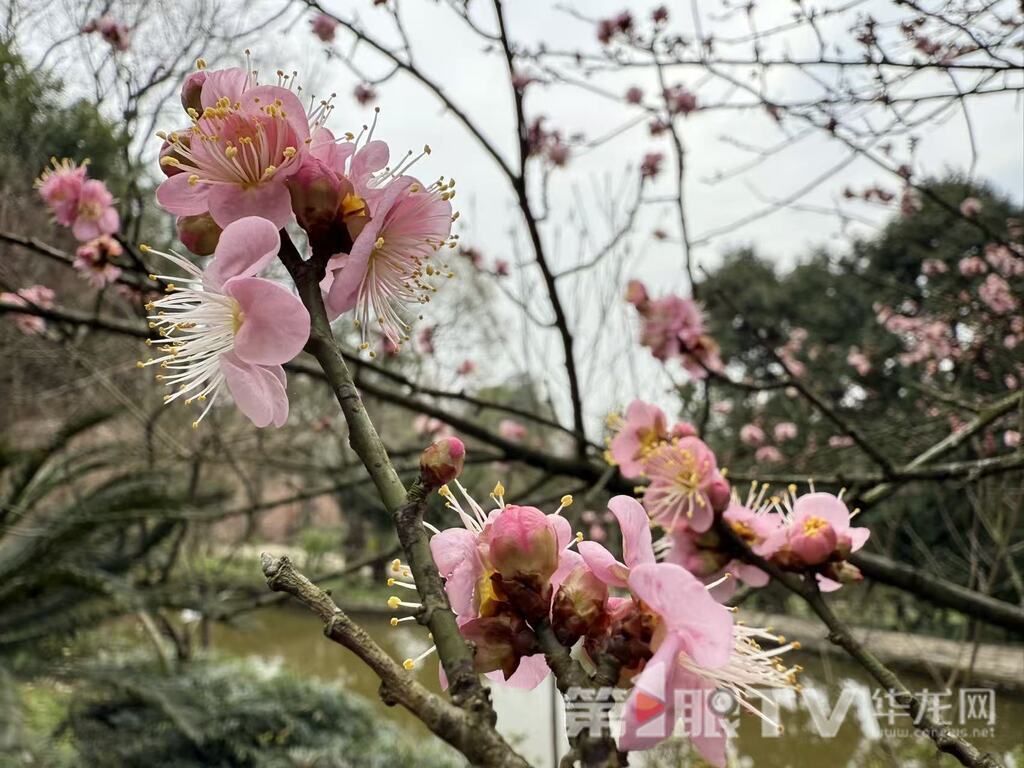 重庆今冬第一波蜡梅开了 最佳赏花期就在本月 重庆今冬第一波蜡梅开了 最佳赏花期就在本月