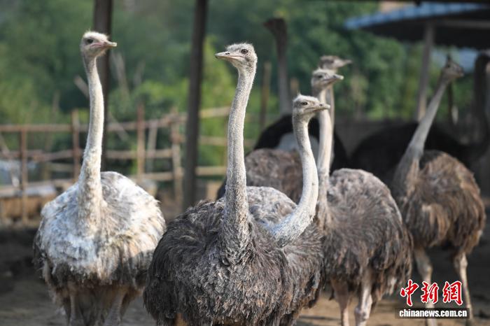 从室内设计师到鸵鸟“主理人”重庆“Z世代”闯出新范式