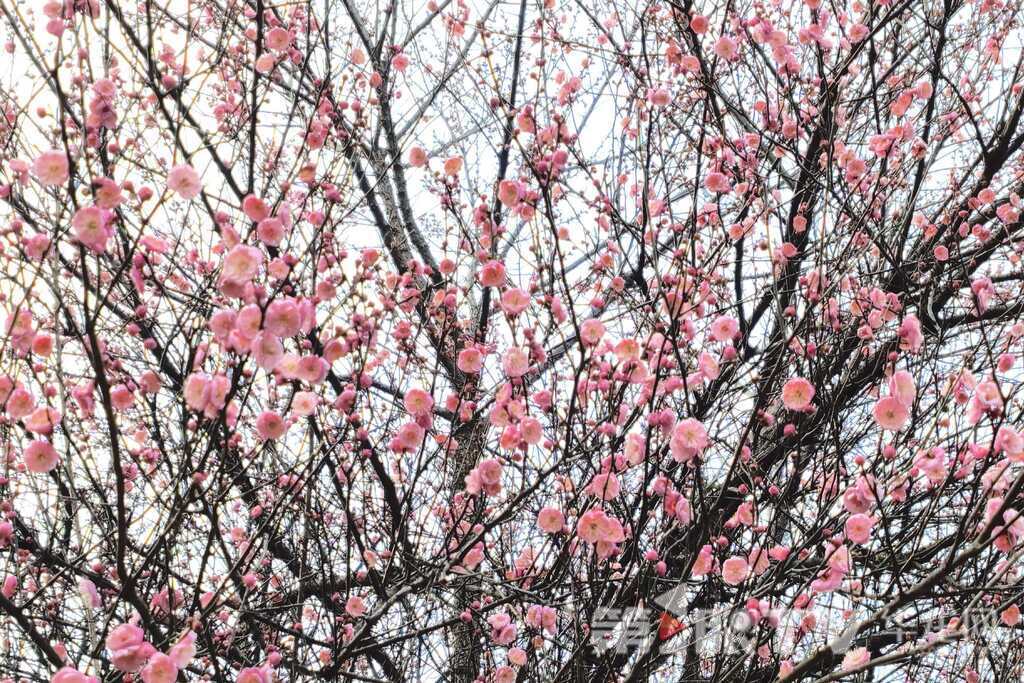 视频｜冬日山城披“粉霞” 今年红梅为啥早开半月？ 植物专家这样说