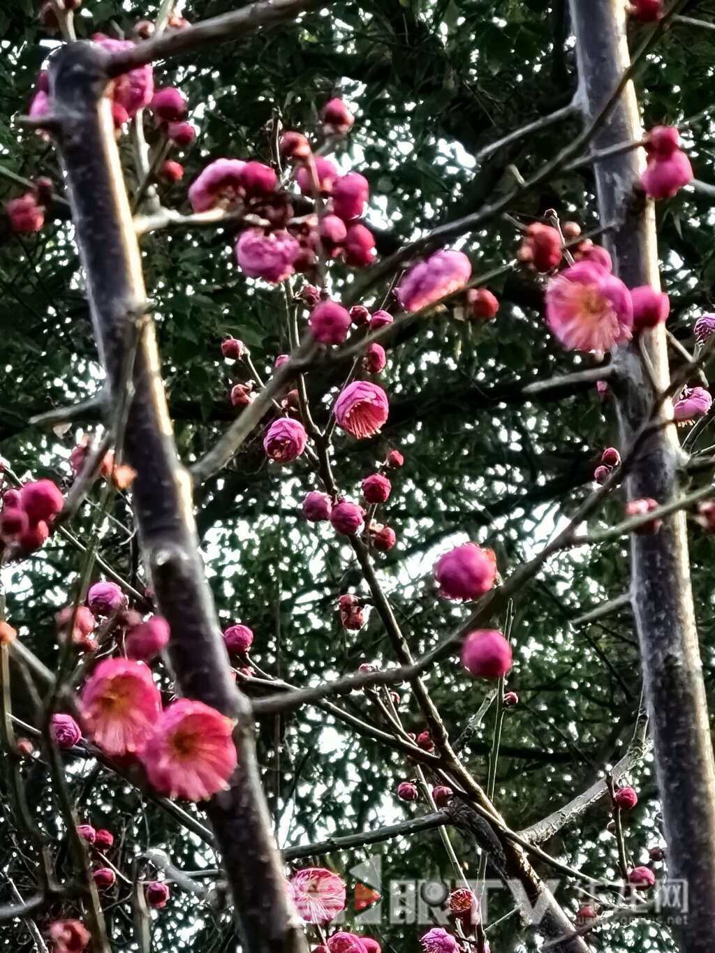 视频｜冬日山城披“粉霞” 今年红梅为啥早开半月？ 植物专家这样说