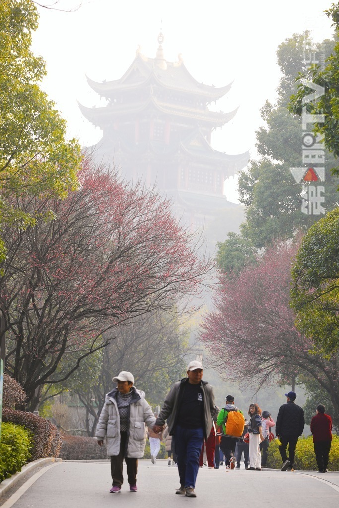 视频｜冬日山城披“粉霞” 今年红梅为啥早开半月？ 植物专家这样说