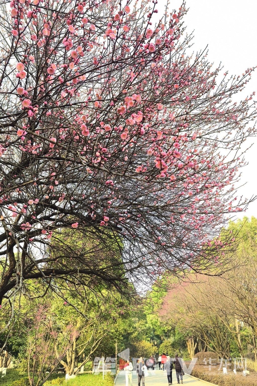 视频｜冬日山城披“粉霞” 今年红梅为啥早开半月？ 植物专家这样说