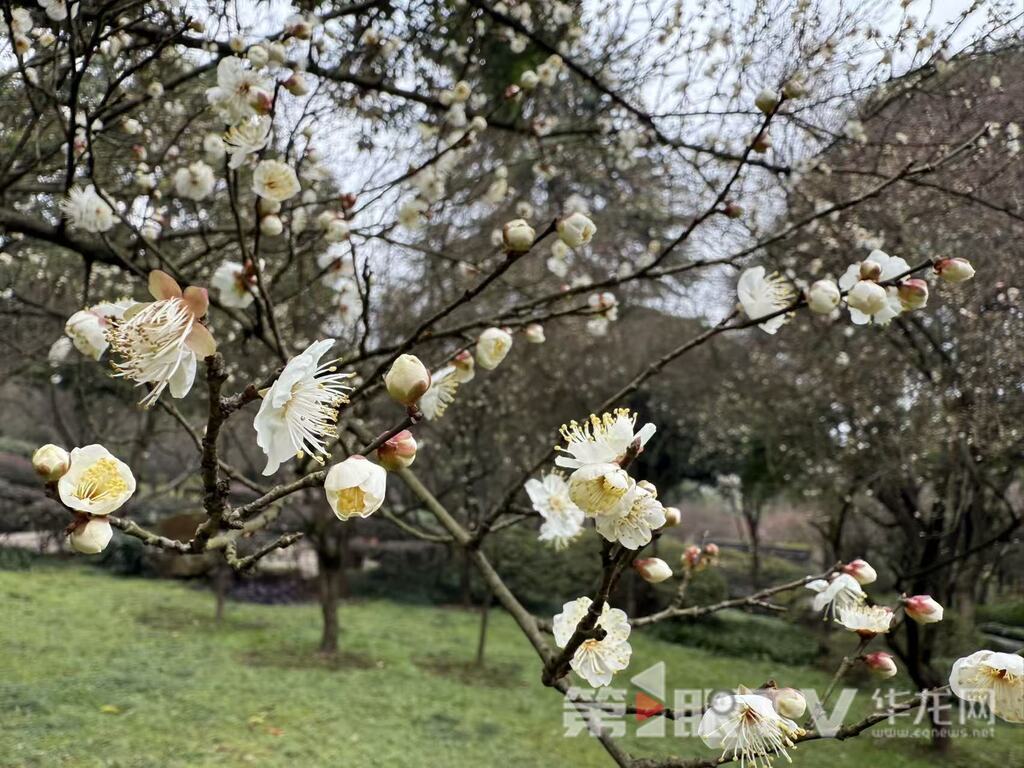视频｜冬日山城披“粉霞” 今年红梅为啥早开半月？ 植物专家这样说