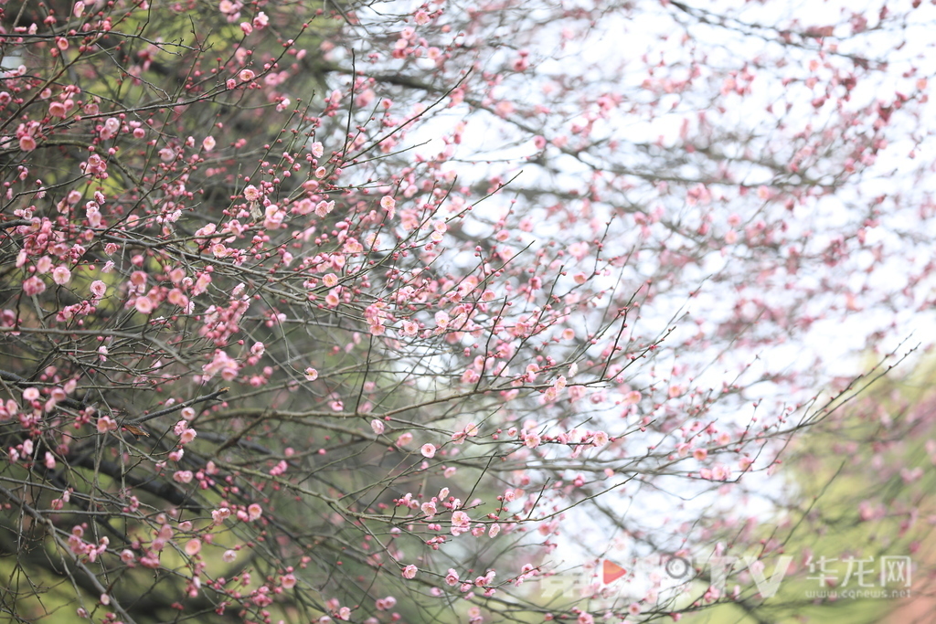 视频｜冬日山城披“粉霞” 今年红梅为啥早开半月？ 植物专家这样说