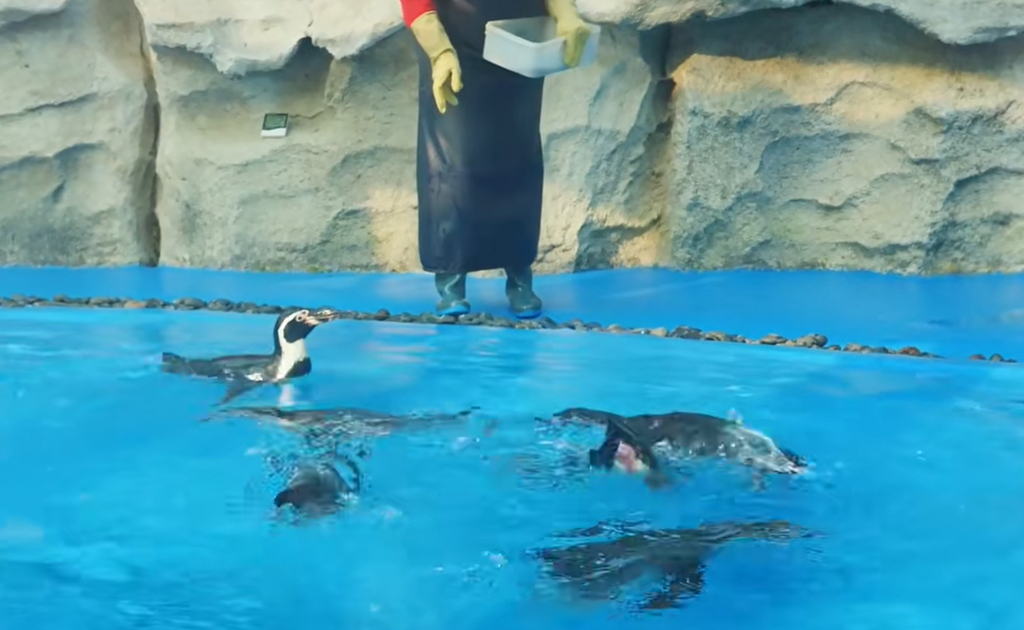 重庆动物园迎来首批秘鲁企鹅 六只新朋友正式“营业”