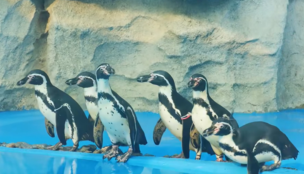 重庆动物园迎来首批秘鲁企鹅 六只新朋友正式“营业”