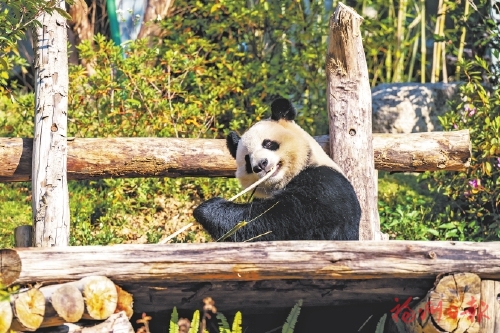 一段开园祝福视频续写两岸熊猫情缘